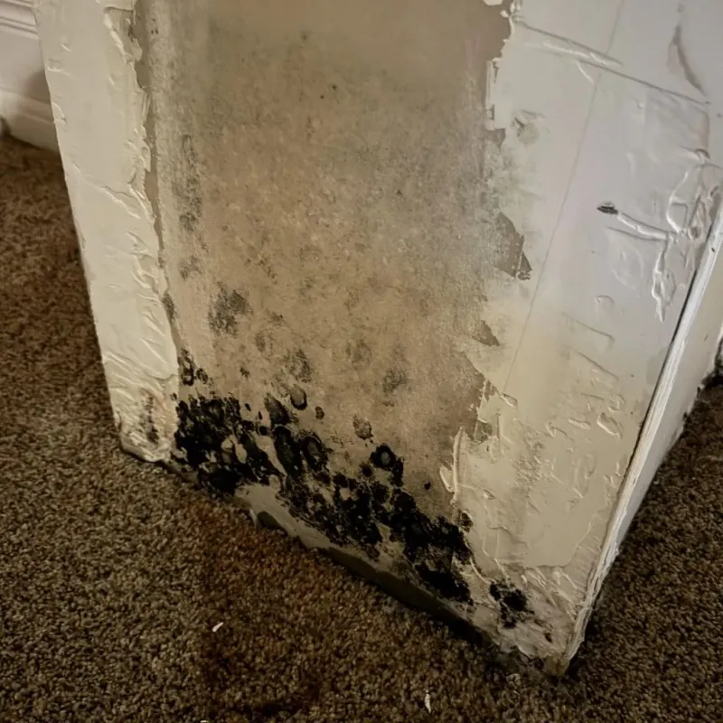 Professional Mold Removal in Mogadore, OH